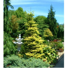 Ялиця кавказька нордмана Ауреа Abies nordmanniana Aurea/h30-40