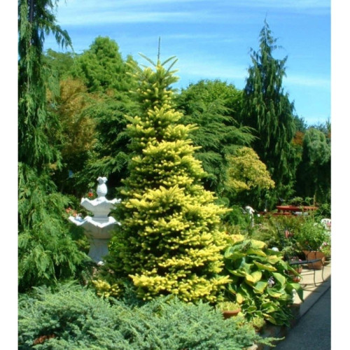 Ялиця кавказька нордмана Ауреа Abies nordmanniana Aurea/h30-40 Ялиця кавказька нордмана Ауреа Abies nordmanniana Aurea/h30-40