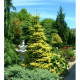 Ялиця кавказька нордмана Ауреа Abies nordmanniana Aurea/h30-40