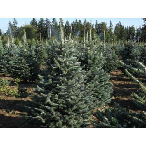 Ялиця субальпійська Арізоніка (Abies lasiocarpa 'Arizonica')/h 50-55 Ялиця субальпійська Арізоніка (Abies lasiocarpa 'Arizonica')/h 50-55