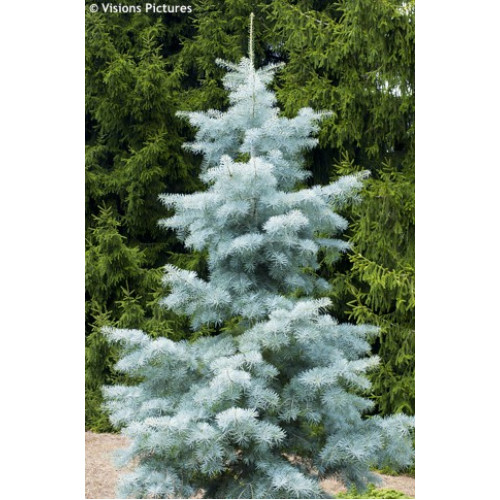 Ялиця одноколірна Віолеція (Abies concolor Violacea) h25-35 Ялиця одноколірна Віолеція (Abies concolor Violacea) h25-35