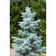 Ялиця одноколірна Віолеція (Abies concolor Violacea) h25-35