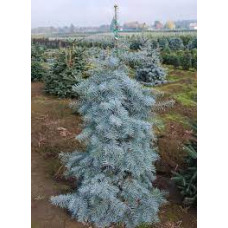 Ялиця одноцвітна 
