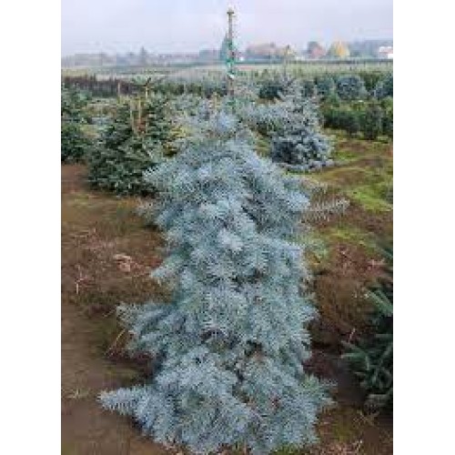 Ялиця одноцвітна Ялиця одноцвітна