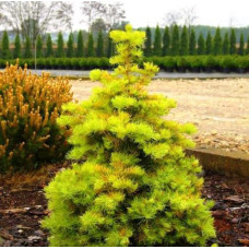 Ялиця одноколірна Вінтерголд  (Abies concolor Wintergold)/h30-40