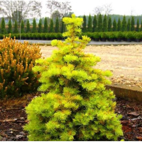 Ялиця одноколірна Вінтерголд (Abies concolor Wintergold)/h30-40 Ялиця одноколірна Вінтерголд (Abies concolor Wintergold)/h30-40