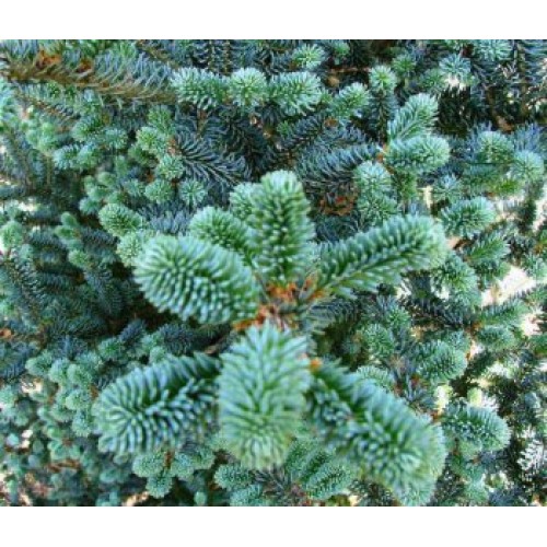Ялиця фразера Блю Боннет Abies fraseri Blue Bonnet/ h 50-65 Ялиця фразера Блю Боннет Abies fraseri Blue Bonnet/ h 50-65