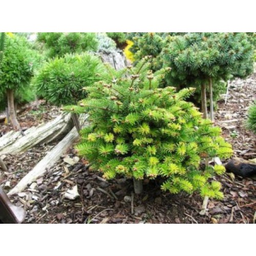 Ялиця Фрейзера Rawls, Abies Fraseri Rawls h 40x50 Ялиця Фрейзера Rawls, Abies Fraseri Rawls h 40x50