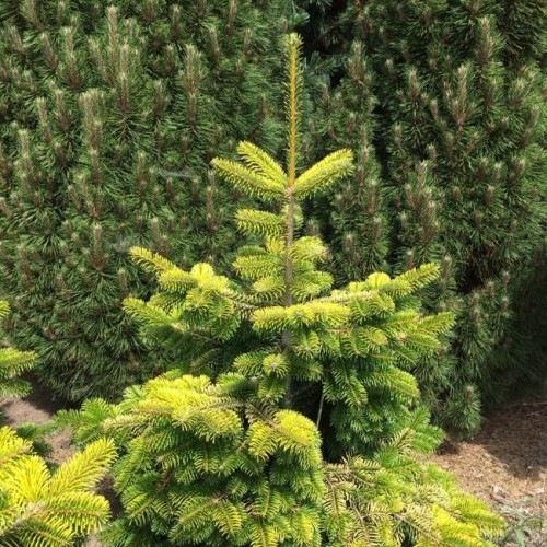 Ялиця Нордмана Мідвінтер Abies Midwinter Gold/ h50 Ялиця Нордмана Мідвінтер Abies Midwinter Gold/ h50