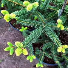 Ялиця іспанська Серенада Abies pinsapo Serenade h80-100