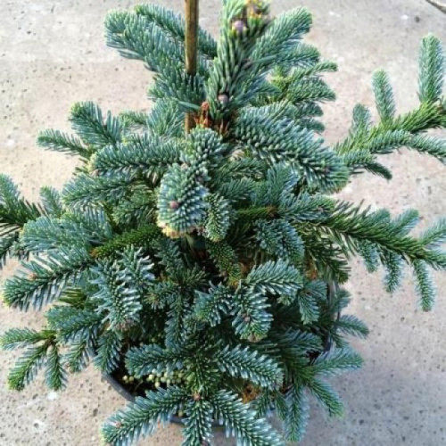 Ялиця благородна Обріггофен (Abies procera Obrighofen) h25-35 Ялиця благородна Обріггофен (Abies procera Obrighofen) h25-35