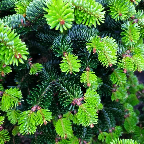 Ялиця нордмана Добріховіце Abies Dobrichovice /h 50-60 cont 20l Ялиця нордмана Добріховіце Abies Dobrichovice /h 50-60 cont 20l