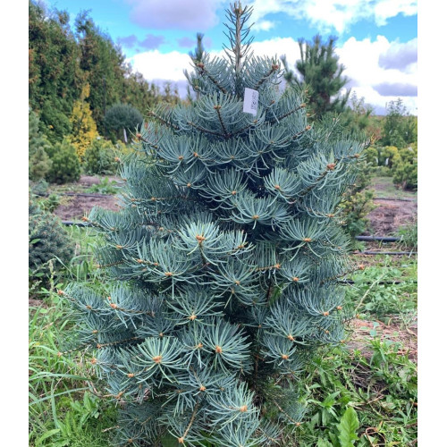 Ялиця одноколірна Компакта, Abies concolor Compacta h25-35 Ялиця одноколірна Компакта, Abies concolor Compacta h25-35
