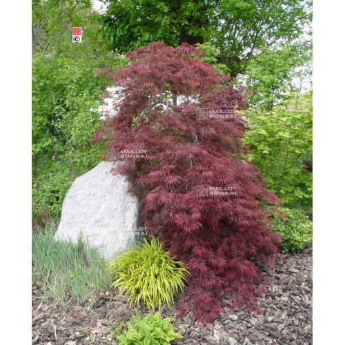 Клен пальмолистий 'Ака Шидаре' (Acer palmatum 'Aka Shidare') 120-140/35-50 С5 Клен пальмолистий 'Ака Шидаре' (Acer palmatum 'Aka Shidare') 120-140/35-50 С5