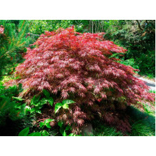 Клен пальмолистий 'Крімсон Квін' (Acer palmatum 'Crimson Queen') 70-80/70-80 С12