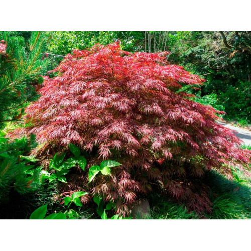 Клен пальмолистий 'Крімсон Квін' (Acer palmatum 'Crimson Queen') 70-80/70-80 С12 Клен пальмолистий 'Крімсон Квін' (Acer palmatum 'Crimson Queen') 70-80/70-80 С12