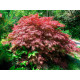 Клен пальмолистий 'Крімсон Квін' (Acer palmatum 'Crimson Queen') 70-80/70-80 С12