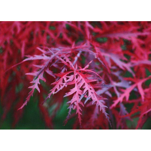 Клен пальмолистий 'Фаєркракер' PBR (Acer palmatum 'Firecracker' PBR) 140-170/25-40 С5 Клен пальмолистий 'Фаєркракер' PBR (Acer palmatum 'Firecracker' PBR) 140-170/25-40 С5