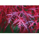 Клен пальмолистий 'Фаєркракер' PBR (Acer palmatum 'Firecracker' PBR) 140-170/25-40 С5