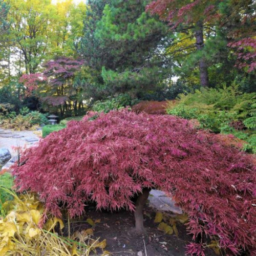 Клен пальмолистий 'Інаба-шидаре' (Acer palmatum 'Inaba-shidare') 45-75/40-60 С5 Клен пальмолистий 'Інаба-шидаре' (Acer palmatum 'Inaba-shidare') 45-75/40-60 С5