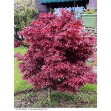 КЛЕН ПАЛЬМОЛИСТИЙ 'ШАІНА' Acer Palmatum Shaina / h 70-80
