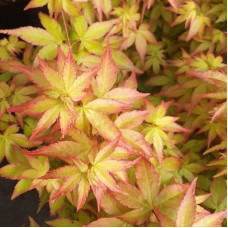 Клен пальмолистий Літл прiнцес Acer palmatum Little Princess/h50-60