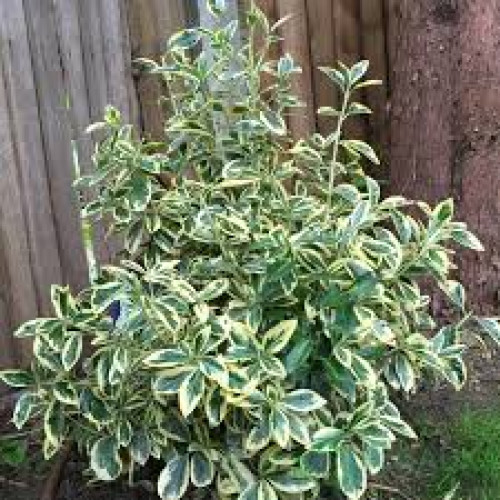 Бруслина/Бересклет японський Кеті. (Euonymus japonicus Kathy) stam 50 h 80 Бруслина/Бересклет японський Кеті. (Euonymus japonicus Kathy) stam 50 h 80