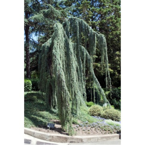 Кедр Ліванський 'Атлантіка Пендула' Cedrus libani 'Atlantica Pendula' h 90-100 Кедр Ліванський 'Атлантіка Пендула' Cedrus libani 'Atlantica Pendula' h 90-100