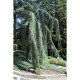 Кедр Ліванський 'Атлантіка Пендула' Cedrus libani 'Atlantica Pendula'  h 90-100