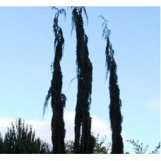Кипарисовик нутканський Бойко Глітер Фолс Chamaecyparis nootkatensis Boyko's glitter falls /h40
