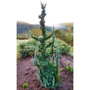 Кипарисовик Лавсона Вісселс Сагуаро Chamaecyparis lawsoniana Wissel’s Saguaro h 30-40