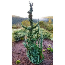 Кипарисовик Лавсона Вісселс Сагуаро Chamaecyparis lawsoniana Wissel’s Saguaro h 80-100