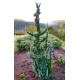 Кипарисовик Лавсона Вісселс Сагуаро Chamaecyparis lawsoniana Wissel’s Saguaro h 80-100