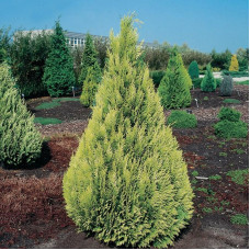 Кипарисовик Лавсона 'Івонн' Chamaecyparis lawsoniana 'Ivonne'/ h 50-60