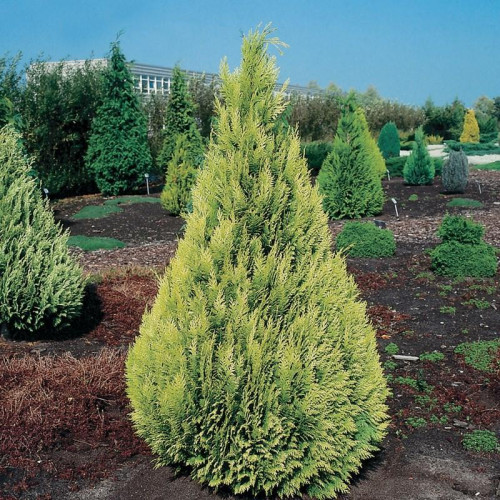 Кипарисовик Лавсона 'Івонн' Chamaecyparis lawsoniana 'Ivonne'/ h 50-60 Кипарисовик Лавсона 'Івонн' Chamaecyparis lawsoniana 'Ivonne'/ h 50-60