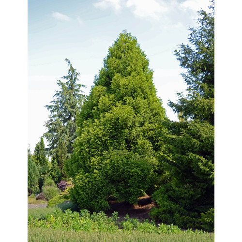 Криптомерія японська Спіраліс Cryptomeria japonica 'Spiralis' h 40 - 50 Криптомерія японська Спіраліс Cryptomeria japonica 'Spiralis' h 40 - 50