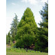 Криптомерія японська Спіраліс Cryptomeria japonica 'Spiralis' h 40 - 50