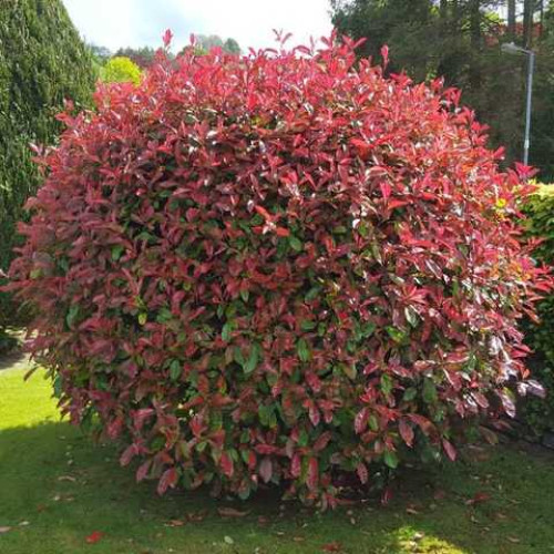 Фотінія Фрезера Ред Робін Photinia x fraseri Фотінія Фрезера Ред Робін Photinia x fraseri