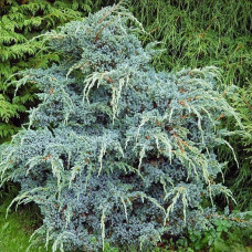Ялівець китайський Блю Альпс  / Juniperus chinensis ‘Blue Alps’/h30