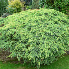 Ялівець лускатий 'Холгер' Juniperus squamata 'Holger' / h30