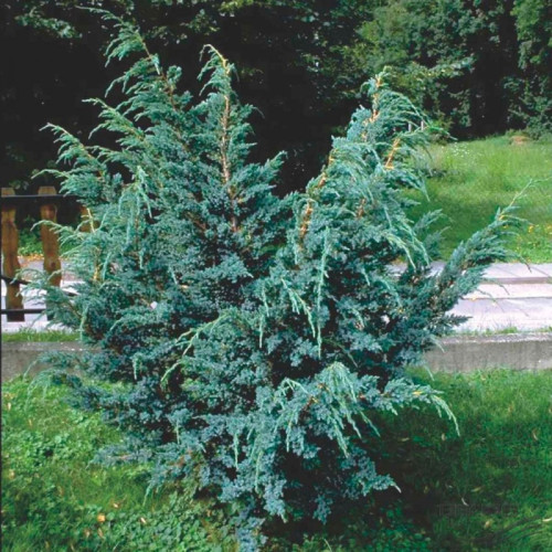 Ялівець лускатий Мейєрі uniperus squamata Meyeri / h30-45 Ялівець лускатий Мейєрі uniperus squamata Meyeri / h30-45