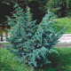 Ялівець лускатий Мейєрі uniperus squamata Meyeri / h30-45