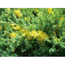 Ялівець китайський Експанса Ауреоспіката  Juniperus chinensis 'Expansa Aureospicata' d 20-30
