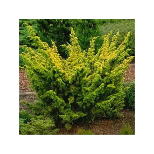 Ялівець Плюмоза Ауреоварієгата Juniperus chinensis ’Plumosa Aureovariegata’ h30-40 Ялівець Плюмоза Ауреоварієгата Juniperus chinensis ’Plumosa Aureovariegata’ h30-40