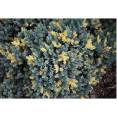Ялівець лускатий 'Floreant' (Juniperus squamata 'Floreant') — 20-30 см, C3
