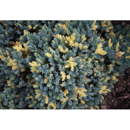 Ялівець лускатий 'Floreant' (Juniperus squamata 'Floreant') — 20-30 см, C3 Ялівець лускатий 'Floreant' (Juniperus squamata 'Floreant') — 20-30 см, C3