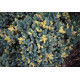 Ялівець лускатий 'Floreant' (Juniperus squamata 'Floreant') — 20-30 см, C3