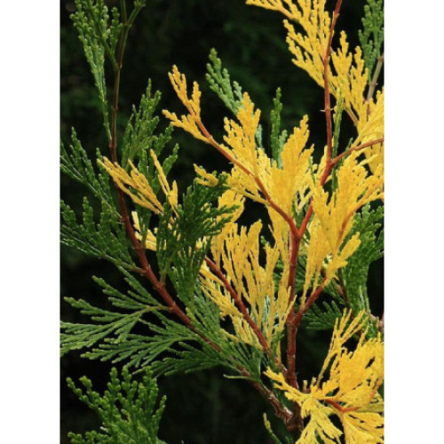 Цалоцедрус декуренс Aуреоварієгата– Calocedrus decurrens Aureovariegata/ h 40-50 Цалоцедрус декуренс Aуреоварієгата– Calocedrus decurrens Aureovariegata/ h 40-50