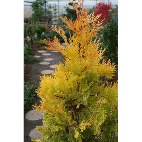 Calocedrus decurrens 'Berrima Gold' Цалоцедрус Берімма Голд h 40-60 Calocedrus decurrens 'Berrima Gold' Цалоцедрус Берімма Голд h 40-60