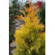 Calocedrus decurrens 'Berrima Gold' Цалоцедрус Берімма Голд h 40-60